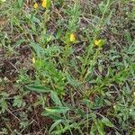 Zornia latifolia habit picture by Denis Bastianelli (cc-by-sa)