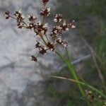 Juncus acutiflorus flower picture by Rinusz (cc-by-sa)