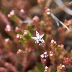 Sedum anglicum flower picture by Aurélia et JChris Courte-Barbary (cc-by-sa)