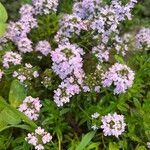 Thymus longicaulis flower picture by Dieter Roessl (cc-by-sa)