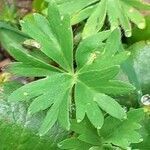 Alchemilla pentaphyllea leaf picture by Pietro Brignoli (cc-by-sa)