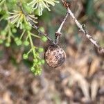 Boscia mossambicensis fruit picture by bimbi bimbi (cc-by-sa)