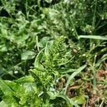 Beta vulgaris flower picture by Henri Sussin (cc-by-sa)