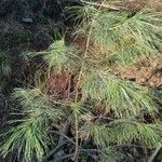 Pinus strobus habit picture by Thelen Marcel (cc-by-sa)