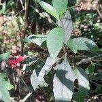 Ruellia angustiflora leaf picture by Trap Hers (cc-by-sa)