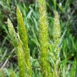 Phalaris angusta flower picture by Trap Hers (cc-by-sa)