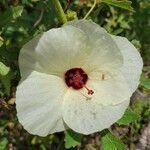 Hibiscus aculeatus flower picture by Matthew Horrigan (cc-by-sa)