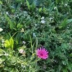 Crepis rubra leaf picture by blooms astraea’s (cc-by-sa)