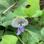 Vigna unguiculata flower picture by pierre vernet (cc-by-sa)