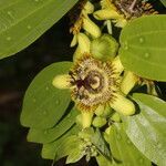 Passiflora lancearia flower picture by Nelson Zamora Villalobos (cc-by-nc)