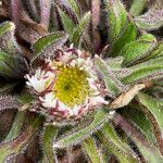 Erigeron chionophilus flower picture by Fabien Anthelme (cc-by-sa)