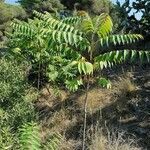 Ailanthus altissima habit picture by Sánchez Garrido Joan Francesc (cc-by-sa)