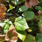 Epimedium alpinum leaf picture by Mark Knecht (cc-by-sa)