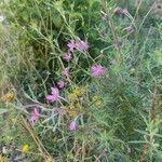 Epilobium dodonaei habit picture by Michèle Kerriel (cc-by-sa)