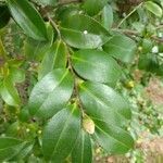 Camellia japonica leaf picture by Gitano Takeshi (cc-by-sa)