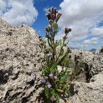 Phacelia pinnatifida habit picture by Fabien Anthelme (cc-by-sa)