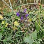 Salvia verbenaca flower picture by Victor Rockall SeaBird (cc-by-sa)