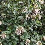 Viburnum tinus flower picture by Pillan Nicolo (cc-by-sa)