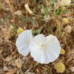 Convolvulus valentinus flower picture by Ruiz Francisco (cc-by-sa)