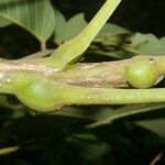 Dussia martinicensis fruit picture by Nelson Zamora Villalobos (cc-by-nc)