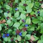 Ceratostigma plumbaginoides habit picture by Anais Atpg (cc-by-sa)