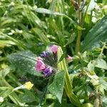 Pulmonaria officinalis flower picture by Oyku Caunt (cc-by-sa)