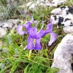 Iris planifolia flower picture by Cassol Pierluigi (cc-by-sa)