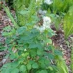 Thalictrum aquilegiifolium habit picture by Denis Alkan (cc-by-sa)