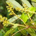 Alfaroa guanacastensis flower picture by Nelson Zamora Villalobos (cc-by-nc)