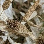 Phlomis herba-venti fruit picture by Denis Bastianelli (cc-by-sa)