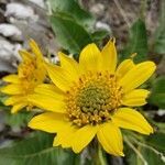 Balsamorhiza careyana flower picture by Ethan Greer (cc-by-sa)