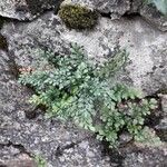 Asplenium ruta-muraria habit picture by beurny (cc-by-sa)