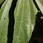 Goethalsia meiantha leaf picture by Nelson Zamora Villalobos (cc-by-nc)