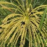 Butia catarinensis flower picture by Flor Alex (cc-by-sa)