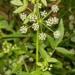 Apium nodiflorum habit picture by Martin Bishop (cc-by-sa)