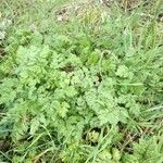 Anthriscus sylvestris habit picture by tereseta (cc-by-sa)