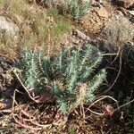 Euphorbia rigida habit picture by Sylvain Piry (cc-by-sa)