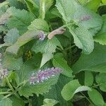 Salvia verticillata habit picture by michel cosme (cc-by-sa)