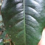 Crossostylis grandiflora leaf picture by Guillaume JUGE (cc-by-sa)