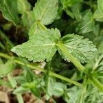 Veronica austriaca leaf picture by Ondřej Jokerrr83 (cc-by-sa)