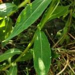 Gaillardia aristata leaf picture by Bariousses (cc-by-sa)