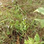 Ageratum conyzoides leaf picture by Fajri Dio (cc-by-sa)