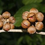 Itzaea sericea fruit picture by Nelson Zamora Villalobos (cc-by-nc)