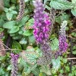 Teucrium hircanicum habit picture by David Hocken (cc-by-sa)