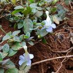 Barleria ventricosa flower picture by Maarten Vanhove (cc-by-sa)