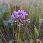 Allium angulosum flower picture by Vitalii🌺 (cc-by-sa)