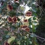 Combretum zeyheri leaf picture by Awande Mtsetfwa (cc-by-sa)