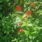 Gloriosa superba habit picture by susan brown (cc-by-sa)