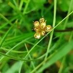 Caltha palustris fruit picture by Fanny G (cc-by-sa)