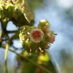 Dombeya ciliata flower picture by E. Mouysset (cc-by-sa)